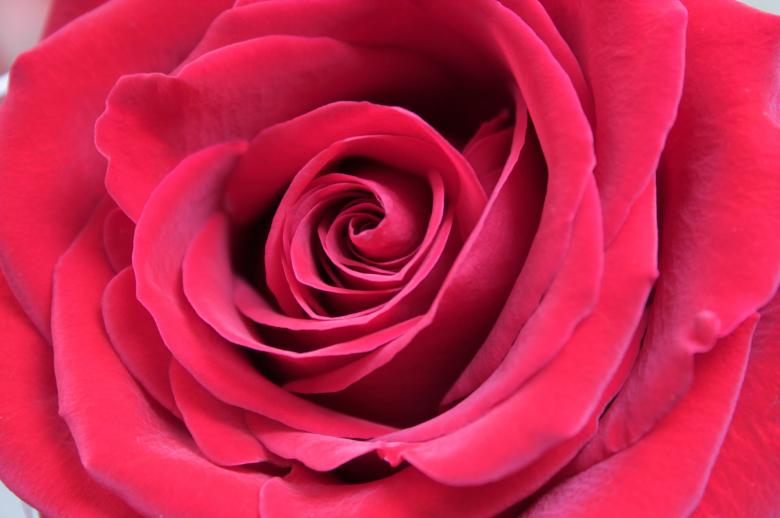 Free stock image of Red Rose Closeup created by Farflay