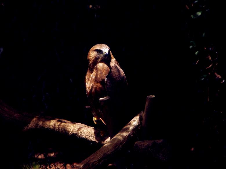 Free stock image of Bird of Prey created by Charl Christiani