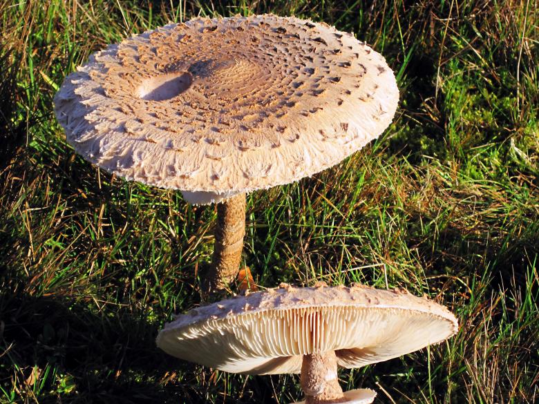 Free stock image of Mushroom created by Max van Holten