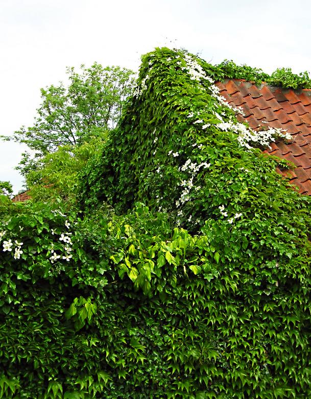 Free stock image of Overgrown House created by Max van Holten