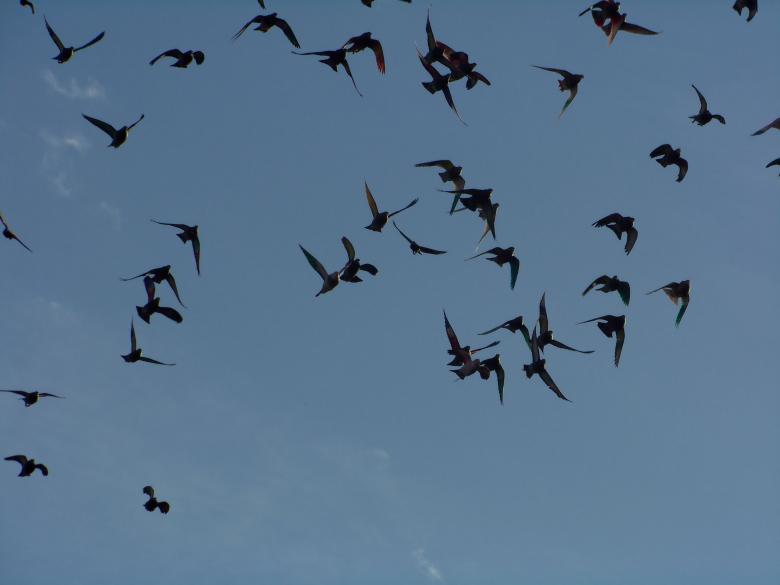 Free stock image of Migration created by Graham Briggs
