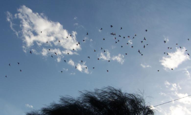 Free stock image of Migration created by Graham Briggs