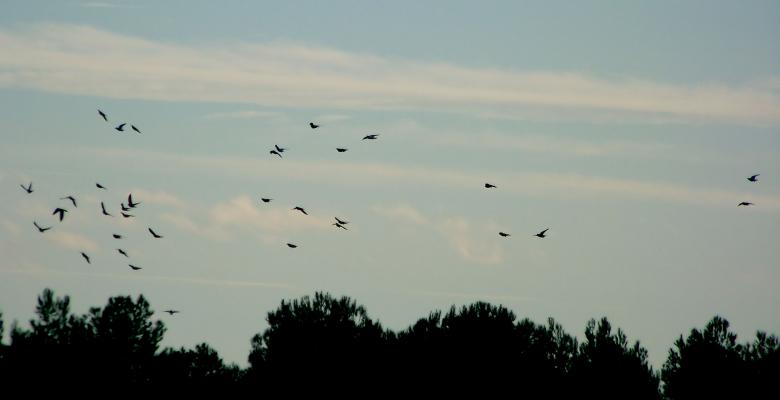 Free stock image of Migration created by Graham Briggs