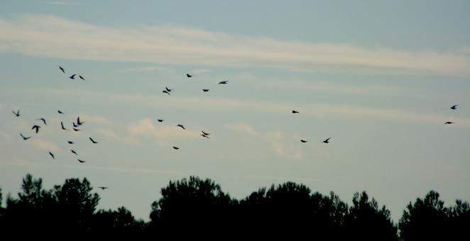 Migration