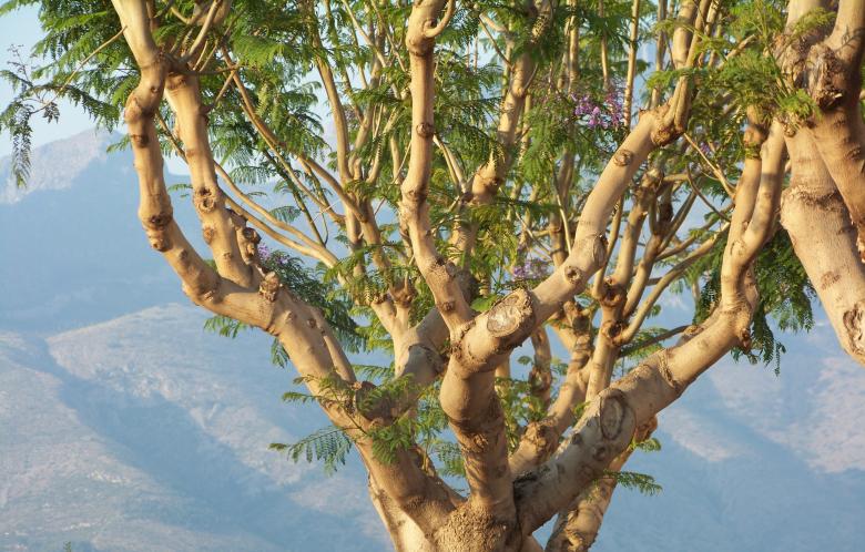 Free stock image of Tree and mountains created by Graham Briggs