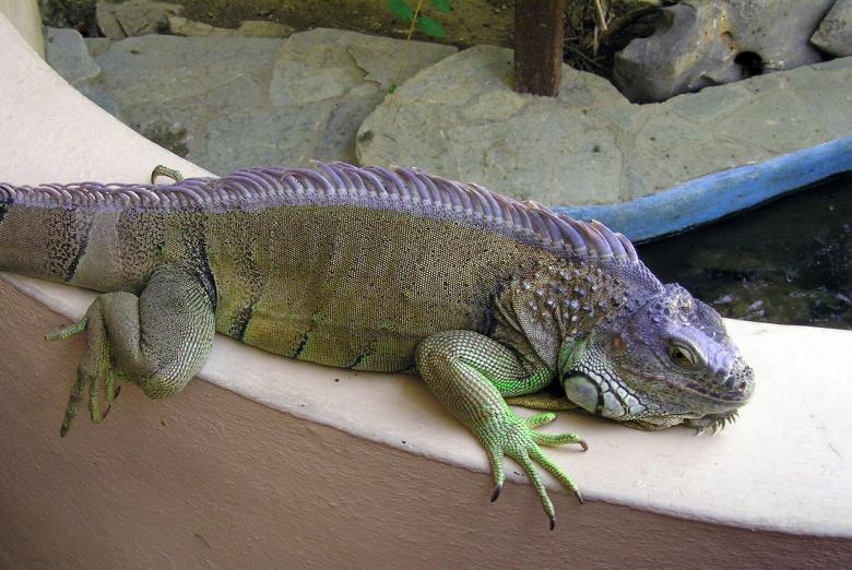 Free stock image of Lizard created by Max van Holten
