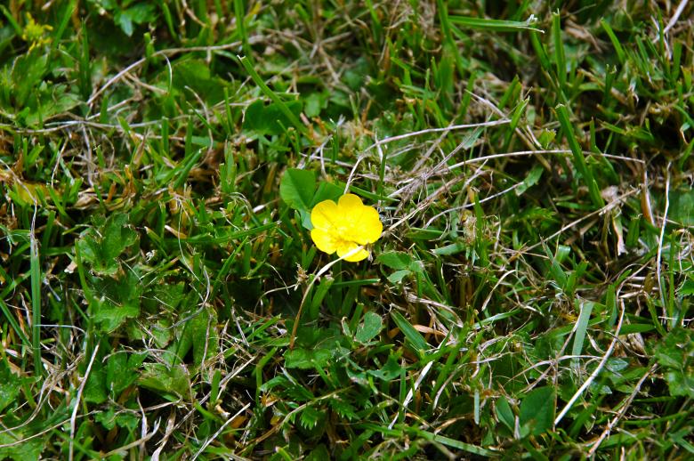 Free stock image of Creeping Buttercup created by Max van Holten