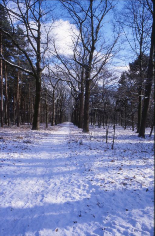 Free stock image of Winter Landscape created by MUNCH PIERRE