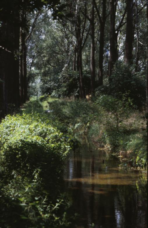 Free stock image of Forest landscape created by MUNCH PIERRE