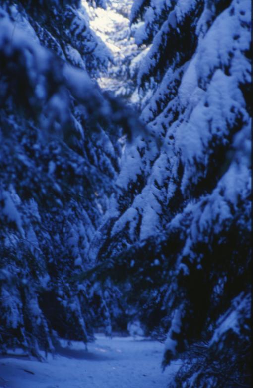 Free stock image of Winter Landscape created by MUNCH PIERRE