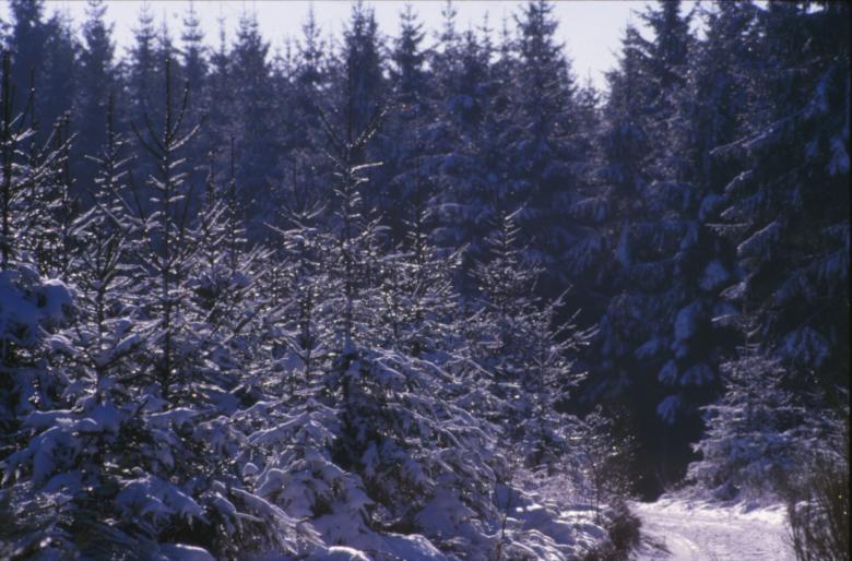 Free stock image of Winter Landscape created by MUNCH PIERRE