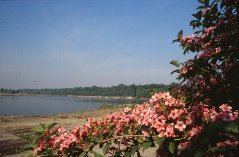 Free stock image of Flowers by the beach created by MUNCH PIERRE
