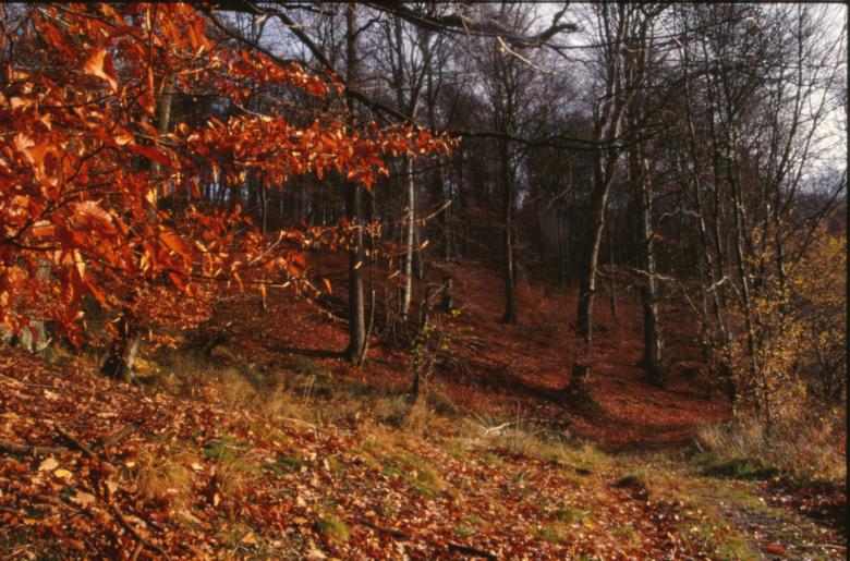 Free stock image of Autumn Landscape created by MUNCH PIERRE