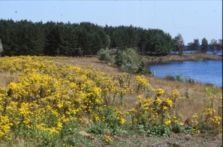 Free stock image of Yellow Landscape created by MUNCH PIERRE
