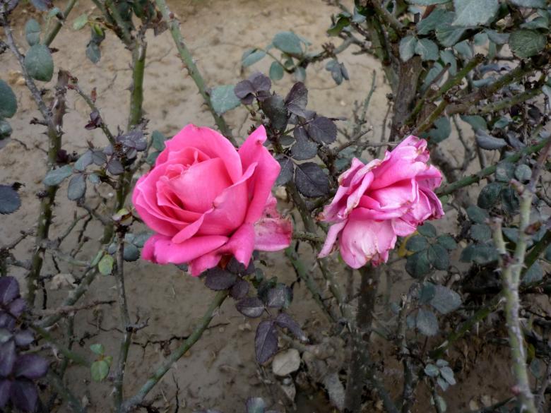 Free stock image of Pink Roses and Trees created by Ali Haider