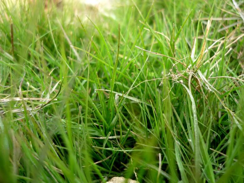 Free stock image of Green Grass created by Ali Haider