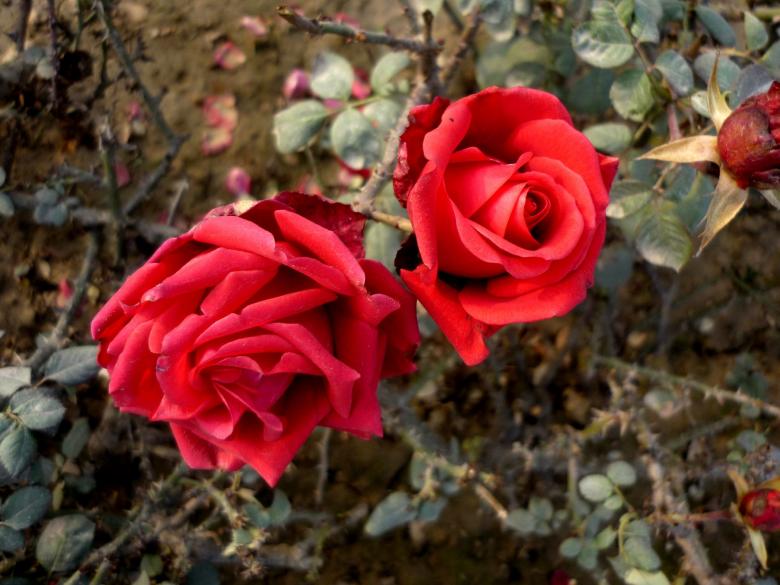 Free stock image of Red roses created by Ali Haider