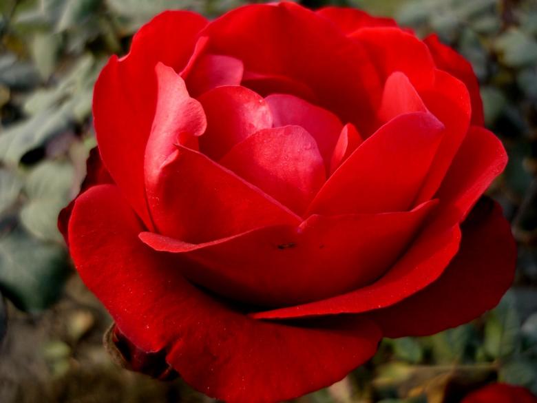 Free stock image of Red rose created by Ali Haider
