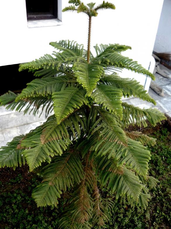 Free stock image of Pine tree created by Ali Haider