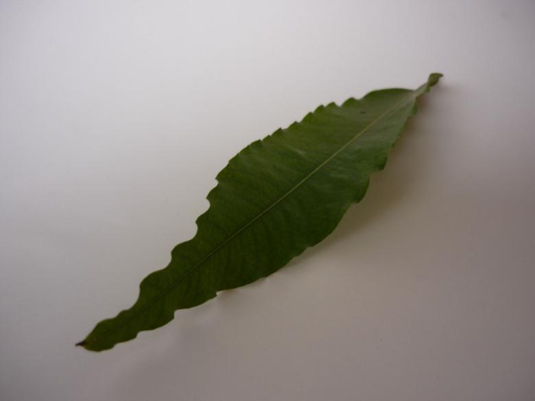 Free stock image of Green Leaf created by Ali Haider