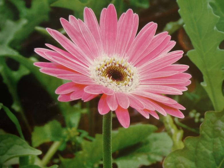 Free stock image of Pink Single Flower created by Ali Haider