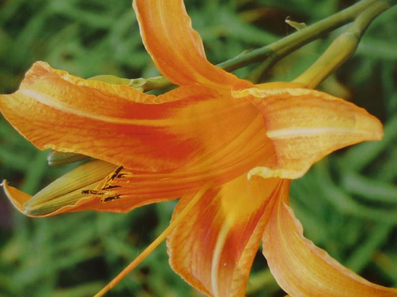 Free stock image of Orange flower created by Ali Haider