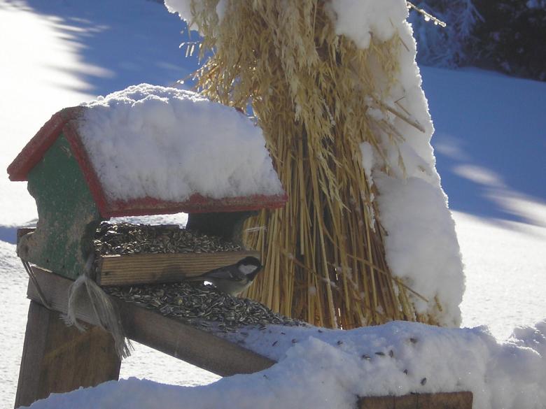 Free stock image of Winter birdhouse created by Edny Genc