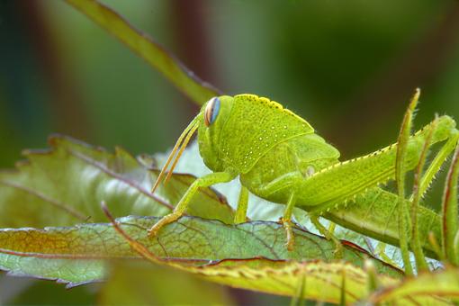 Grasshopper (cavalletta) - Free Stock Photo