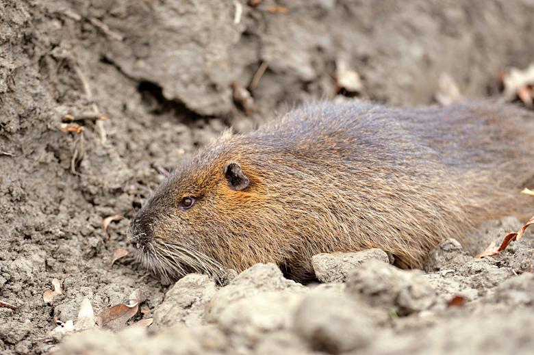 Free stock image of River rat created by Marco Galimberti