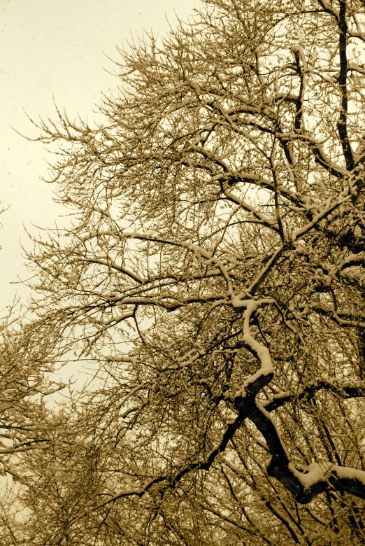 Free stock image of Snow branches created by Lisa