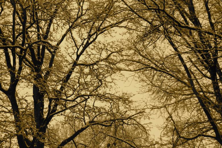 Free stock image of Snow branches created by Lisa