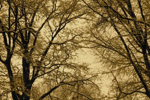 Snow branches - Free Stock Photo