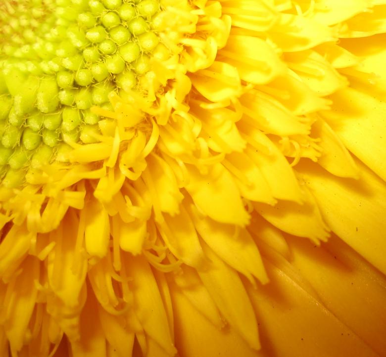 Free stock image of Yellow Flower created by Jamie Klein