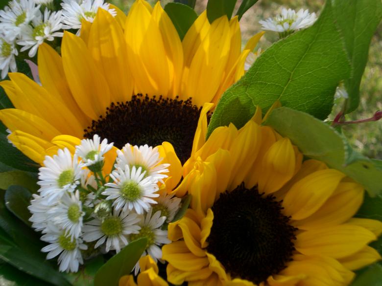 Free stock image of Sun flowers created by Jamie Klein