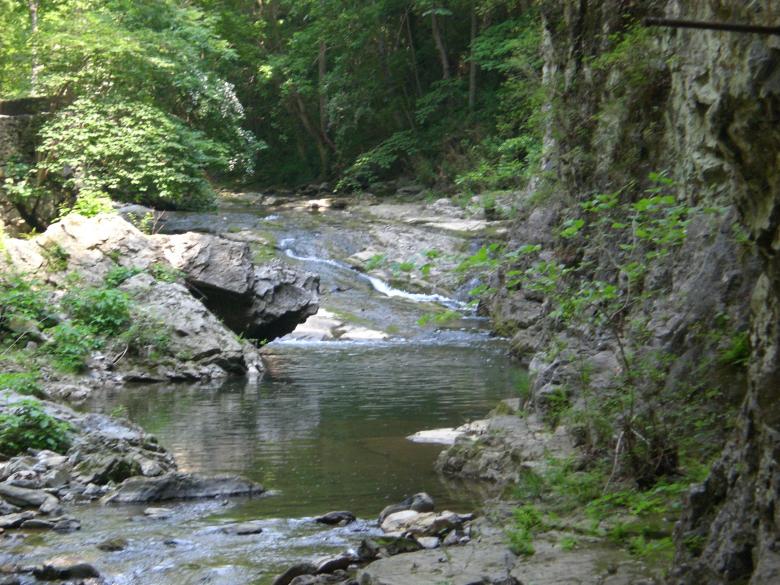 Free stock image of Forest landscape created by Jamie Klein