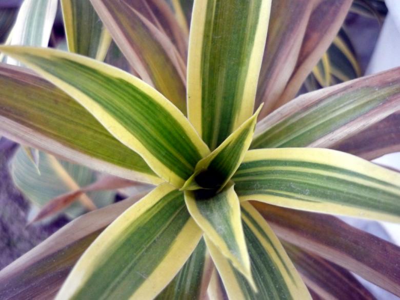 Free stock image of Green Leaves with Yellow outline created by Bilal Aslam