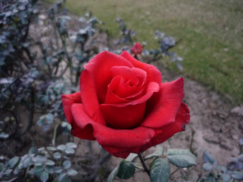 Free stock image of Red Rose created by Bilal Aslam