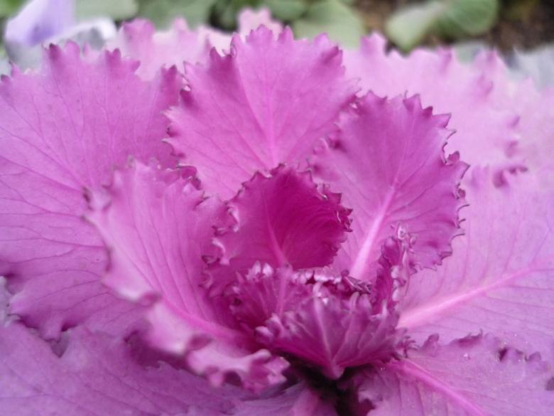 Free stock image of Pink Flower created by Bilal Aslam