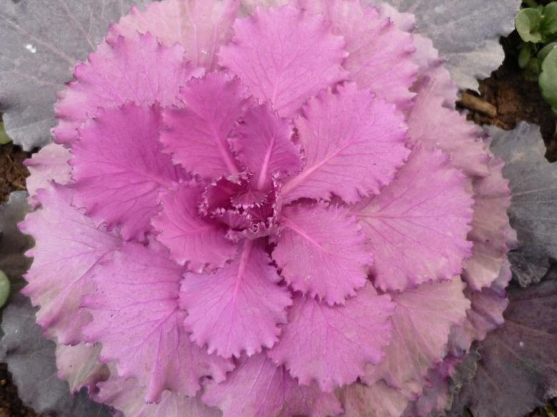 Free stock image of Pink Flower created by Bilal Aslam