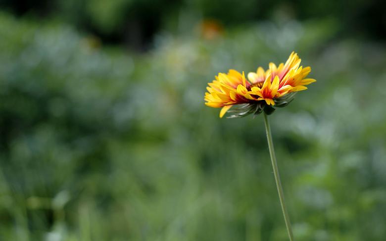 Free stock image of Spring season flower created by wisnu wardono