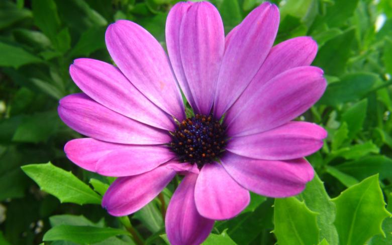 Free stock image of Pink Flower in Spring Season created by wisnu wardono