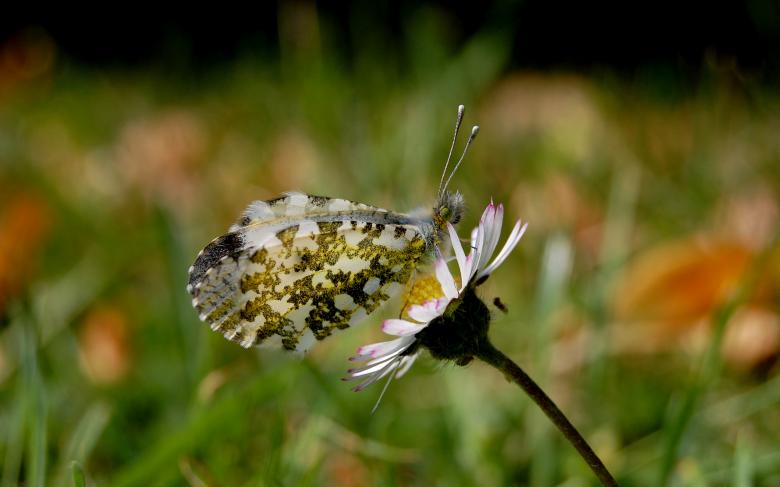 Free stock image of Butterfly in Spring Season created by wisnu wardono