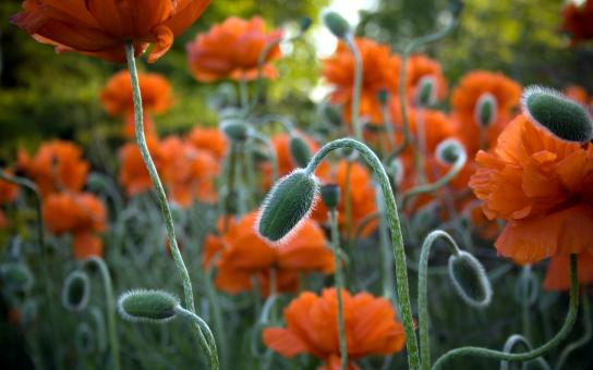 Orange Flowers - Spring Season - Free Stock Photo