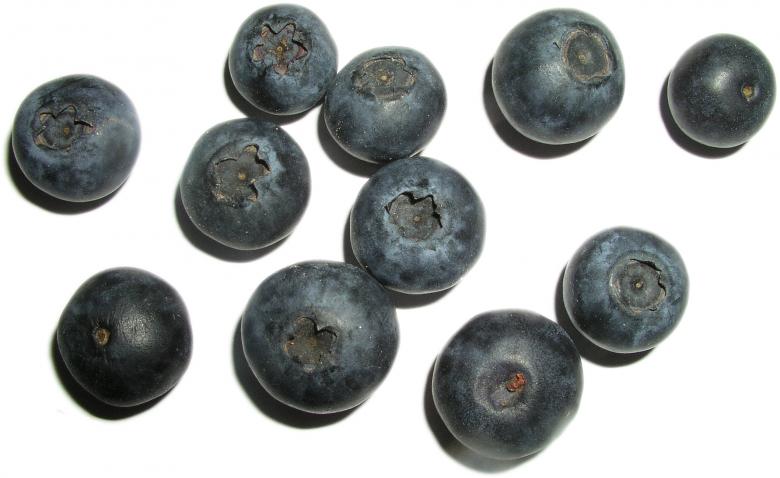 Free stock image of Blueberries created by klarissa meyers
