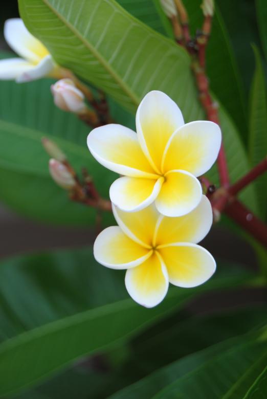 Free stock image of Namibian blossoms created by Beverly Jandrell-Uren