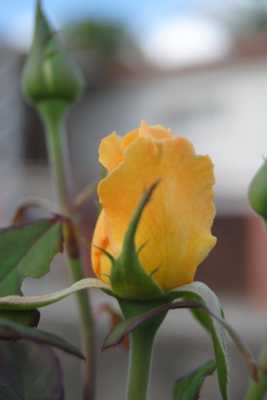 Free stock image of Namibian blossoms created by Beverly Jandrell-Uren