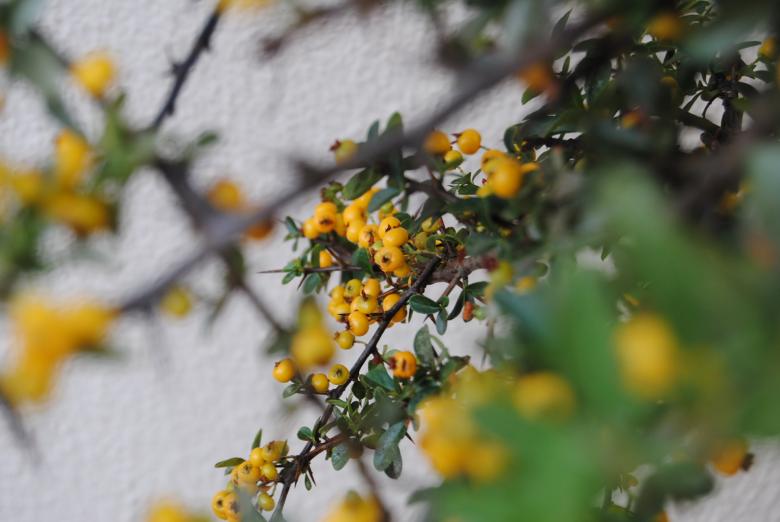 Free stock image of Namibian blossoms created by Beverly Jandrell-Uren