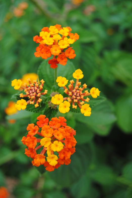Free stock image of Namibian blossoms created by Beverly Jandrell-Uren