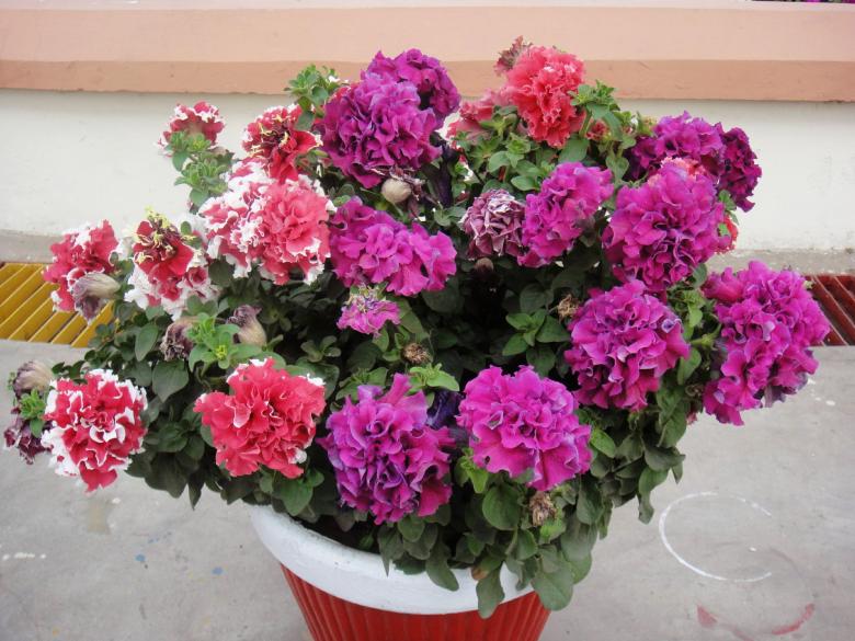 Free stock image of Red and purple flowers created by Ali Haider