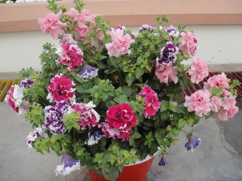 Free stock image of Flowers created by Ali Haider